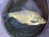3lb8oz-bream-20140622-gillmans-ce97bae9d6a701242943dcf60073ee04e38c741f