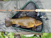 Cane-Tench