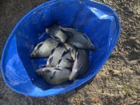 Bream going into Stanton  January 