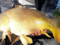 20-carp-f80ba3245f9f041467bf36e2c0a9e04e410cdae5